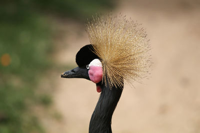 Close-up of a bird