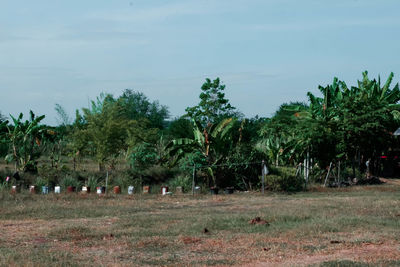 View of trees on field against sky