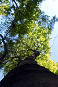 Low angle view of trees against sky