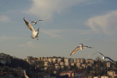 Low angle view of seagulls flying against sky