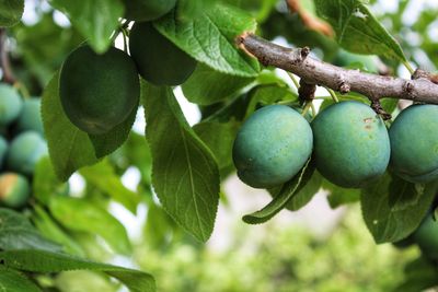 Close-up of fruits growing on tree