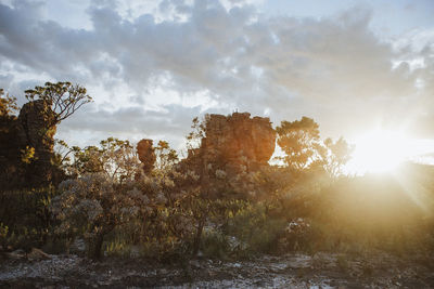 Trees growing on rocks against sky