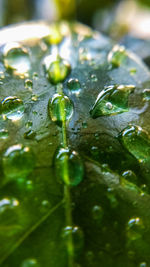 Close-up of raindrops on leaves