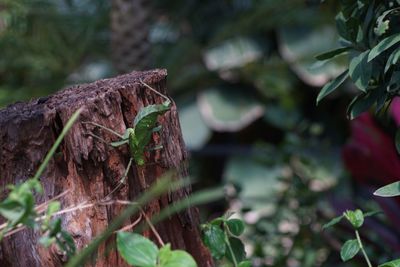 Close-up of a lizard on a land