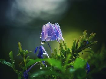 Close-up of wet purple flowering plant