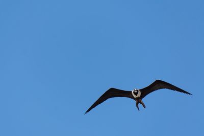 Low angle view of seagull flying against clear blue sky