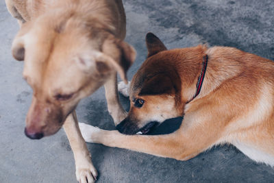 High angle view of a dog