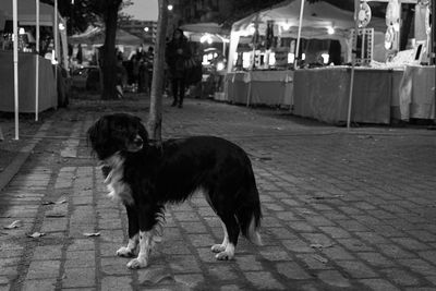 Dog on sidewalk