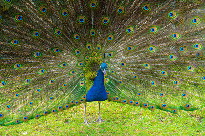 Male peacock displaying multicoloured, blue, green, gold, feathers in mating show eyeline view