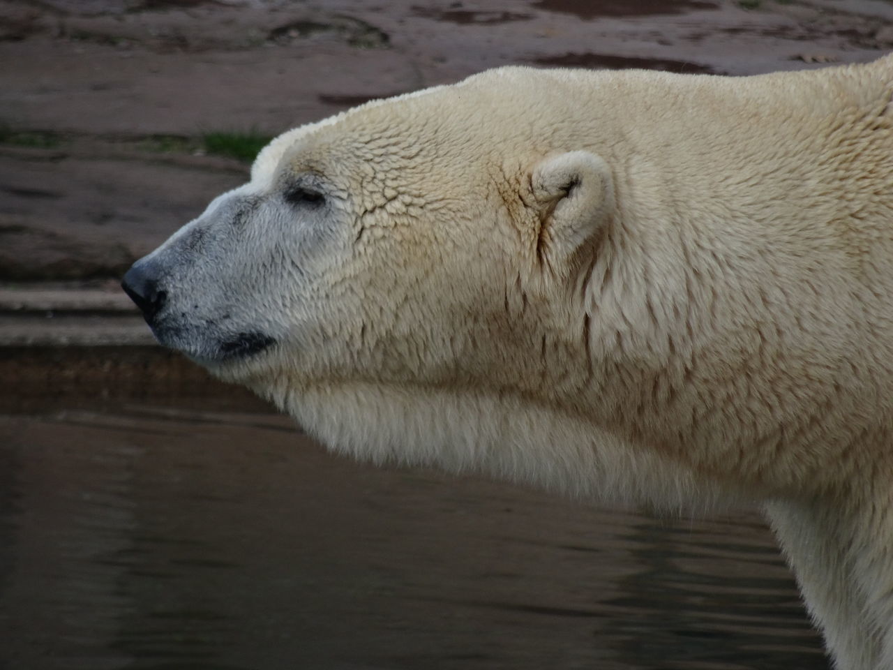 CLOSE-UP OF SHEEP IN LAKE