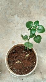 Close-up of potted plant