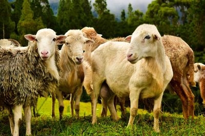 Sheep standing in a field