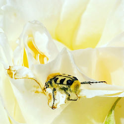 Close-up of bee on white flower