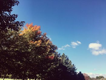High section of trees against blue sky