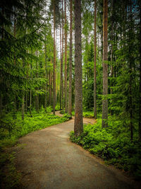 Road amidst trees in forest