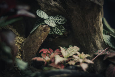 Close-up of lizard on tree