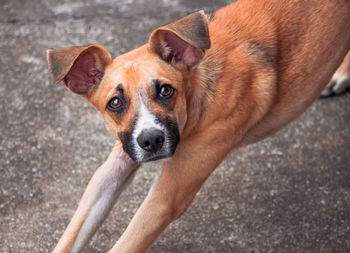 Brown street dog stretching