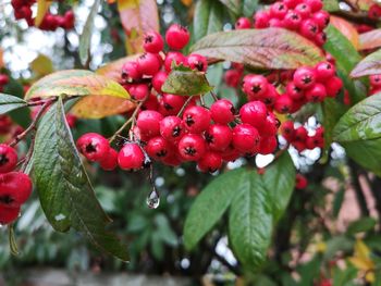 Close-up of red berries growing on tree