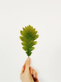Close-up of hand holding leaf over white background