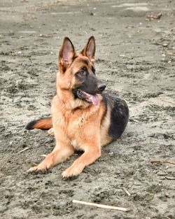 Portrait of dog relaxing on floor