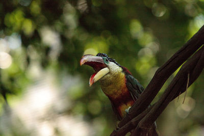 Close-up of bird perching