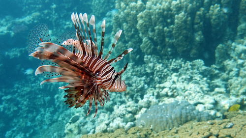 Lion fish in the red sea in clear blue water hunting for food .