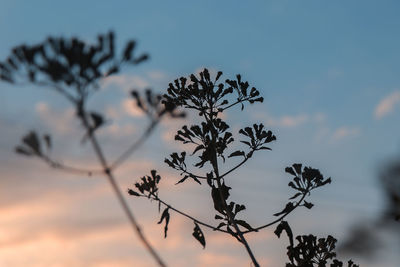 Close-up of silhouette plant against sky during sunset