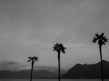 Palm trees on beach against sky