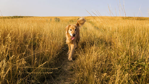 Dog running in field