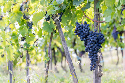 Close-up of grapes growing on tree