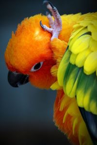 Close-up of parrot perching on yellow flower