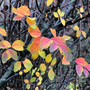 Close-up of autumnal leaves