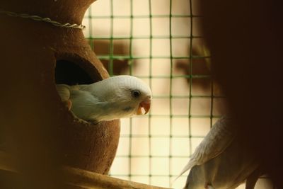 Close-up of a bird in cage