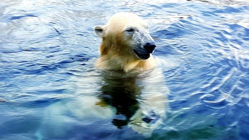 Polar bear swimming in water