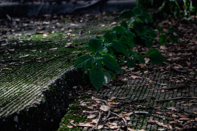 High angle view of small plant growing on field