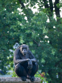 Close-up of monkey on tree