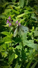 Close-up of butterfly perching on leaf