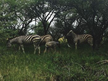 View of zebras standing on tree