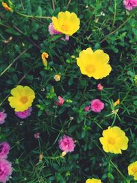 High angle view of yellow flowering plants on field