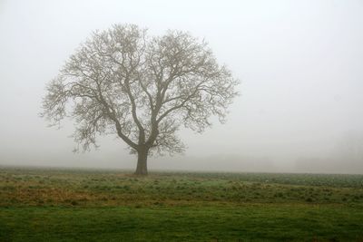 Tree on field against sky