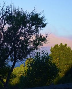 Trees against sky