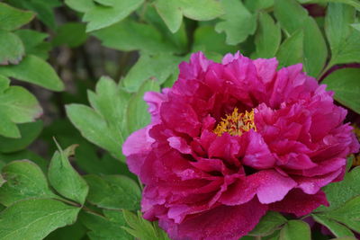 Close-up of pink flowering plant