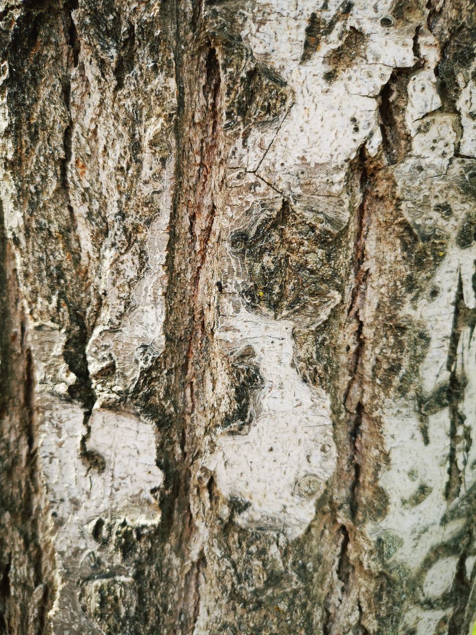 FULL FRAME SHOT OF WEATHERED TREE TRUNK