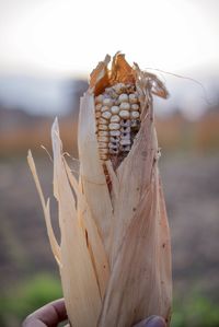 Close-up of dried plant on field