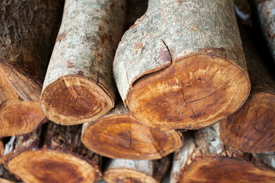 Close-up of logs in forest