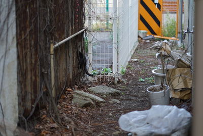 Plants growing outside a house