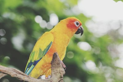 Close-up of parrot perching on branch