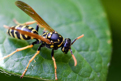 Close-up of insect on leaf