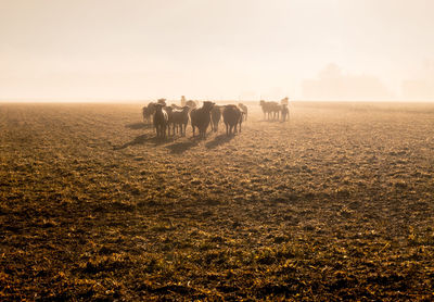 Horses on field against sky