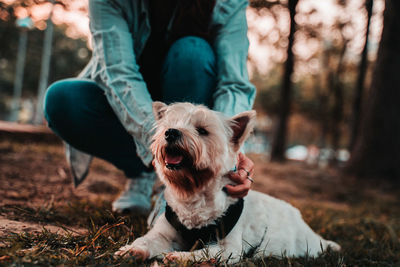 Dog on street amidst trees on field